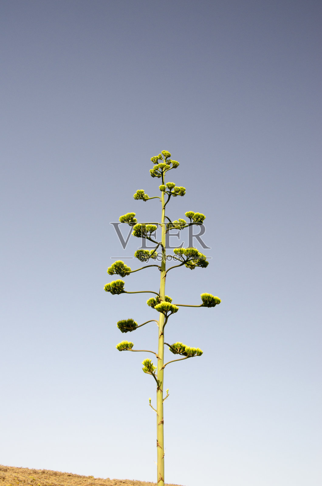 加那利群岛的树照片摄影图片