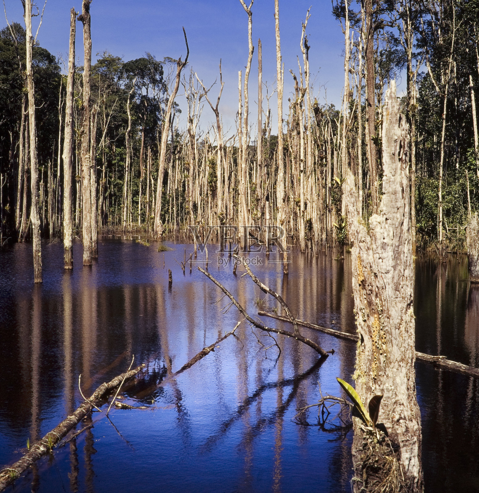 树照片摄影图片