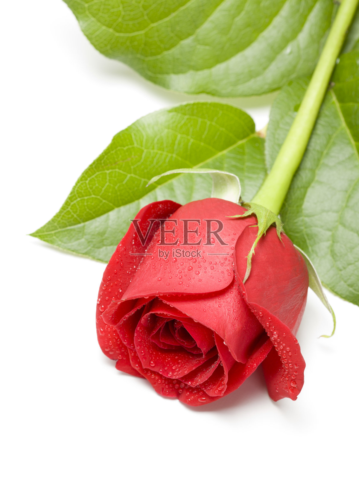 白底上的红玫瑰照片摄影图片