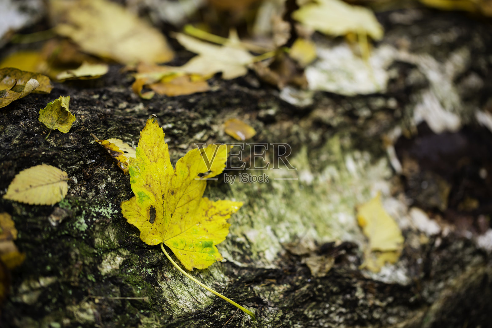 干树叶照片摄影图片