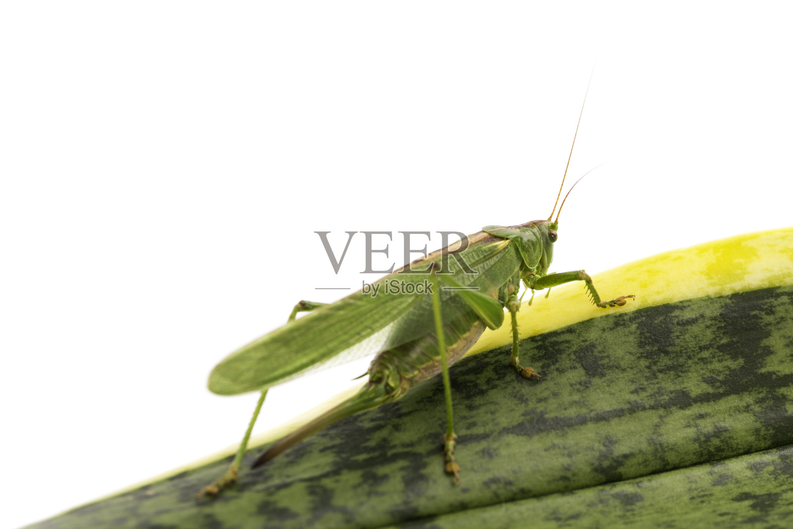 蚱蜢照片摄影图片