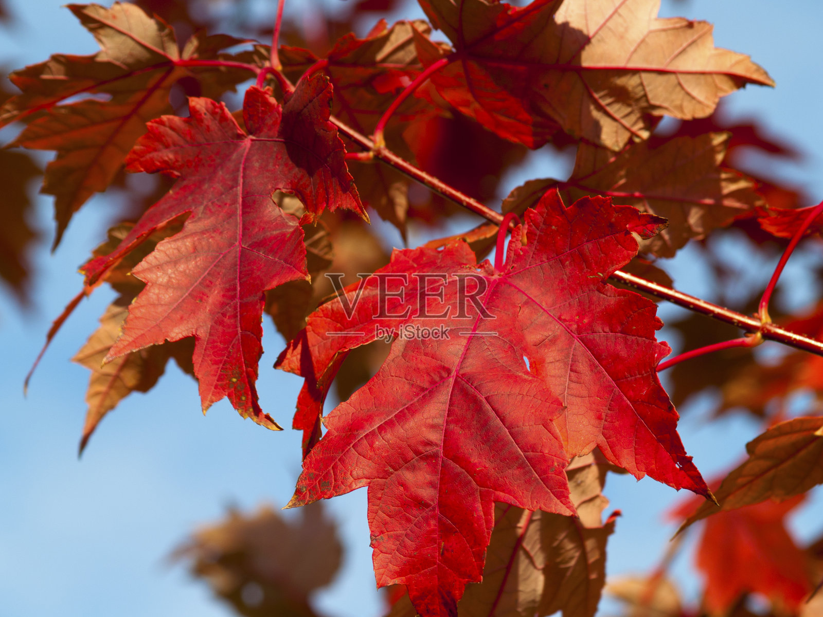 红色枫叶在秋天近距离照片摄影图片
