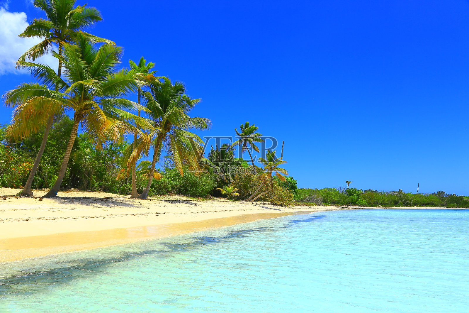 地球上的天堂:阳光明媚,田园诗般的荒芜沙滩,棕榈树照片摄影图片