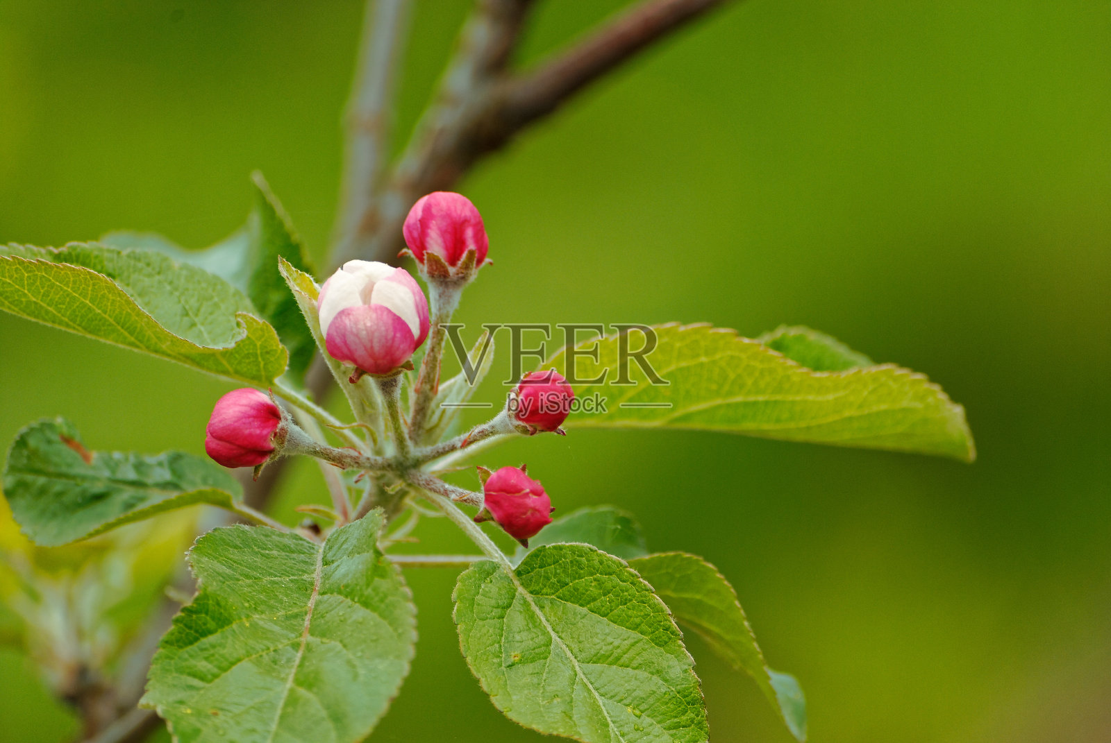 苹果花照片摄影图片