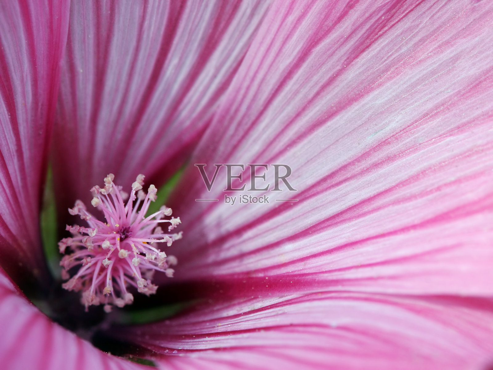 木槿特写镜头照片摄影图片
