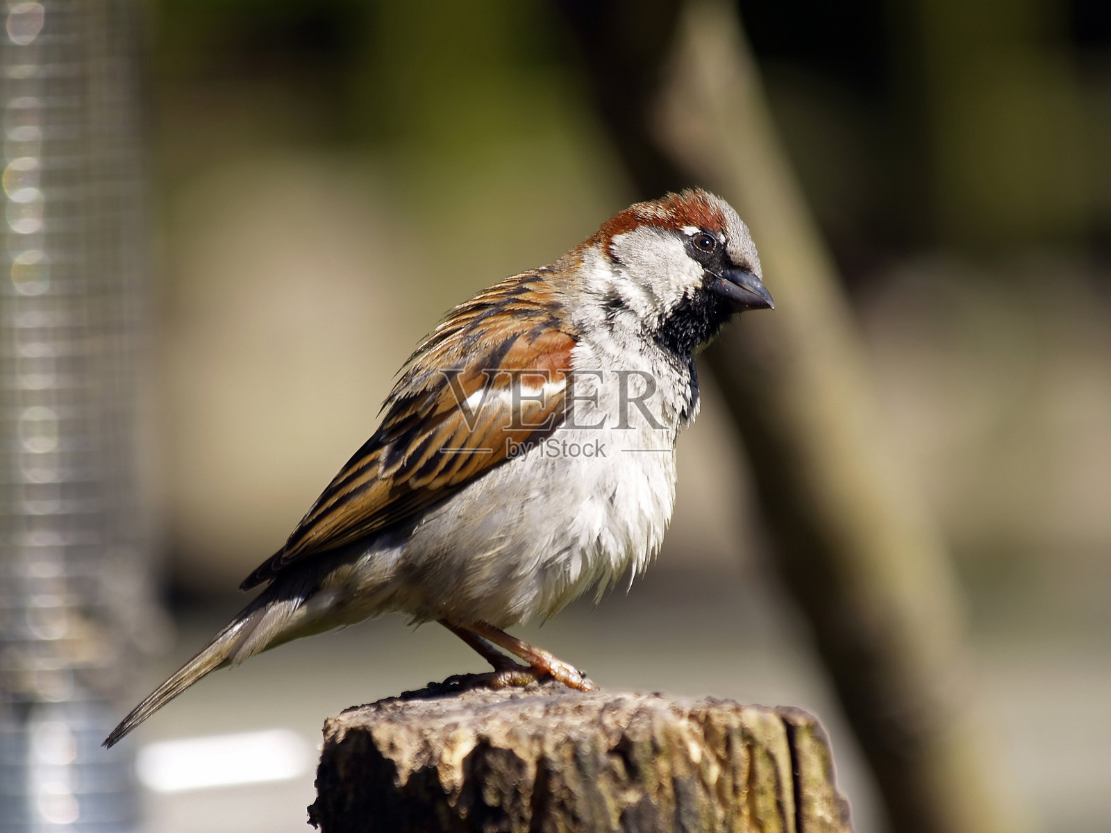家麻雀(家麻雀)照片摄影图片
