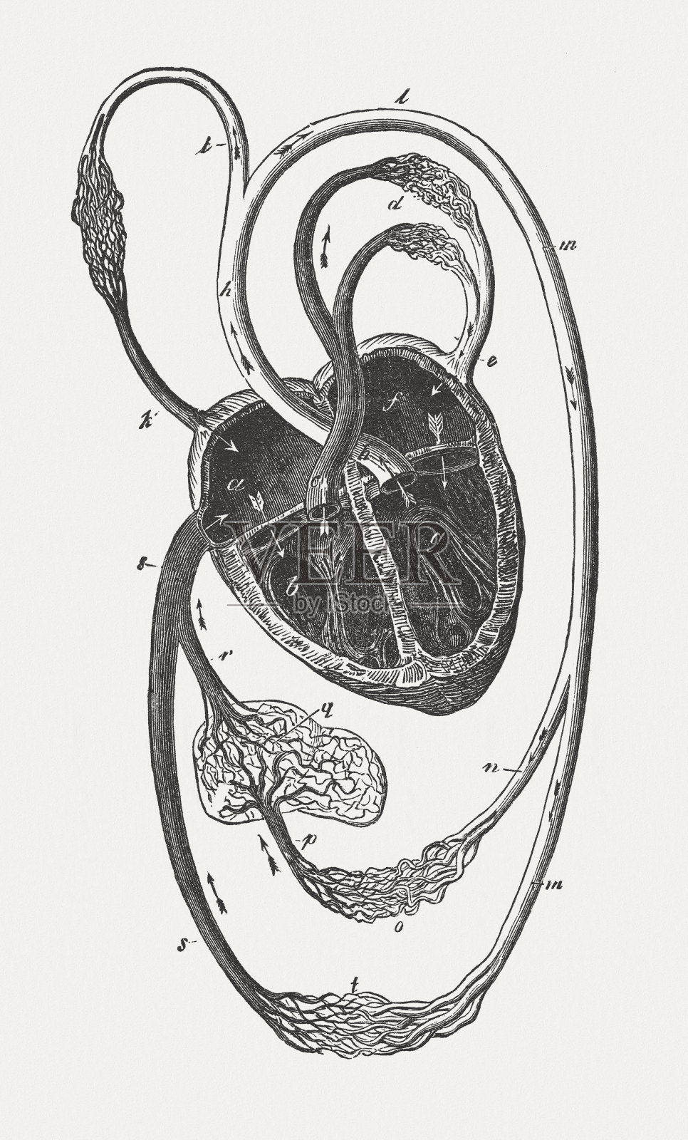 《人体血液循环》,1884年出版插画图片素材