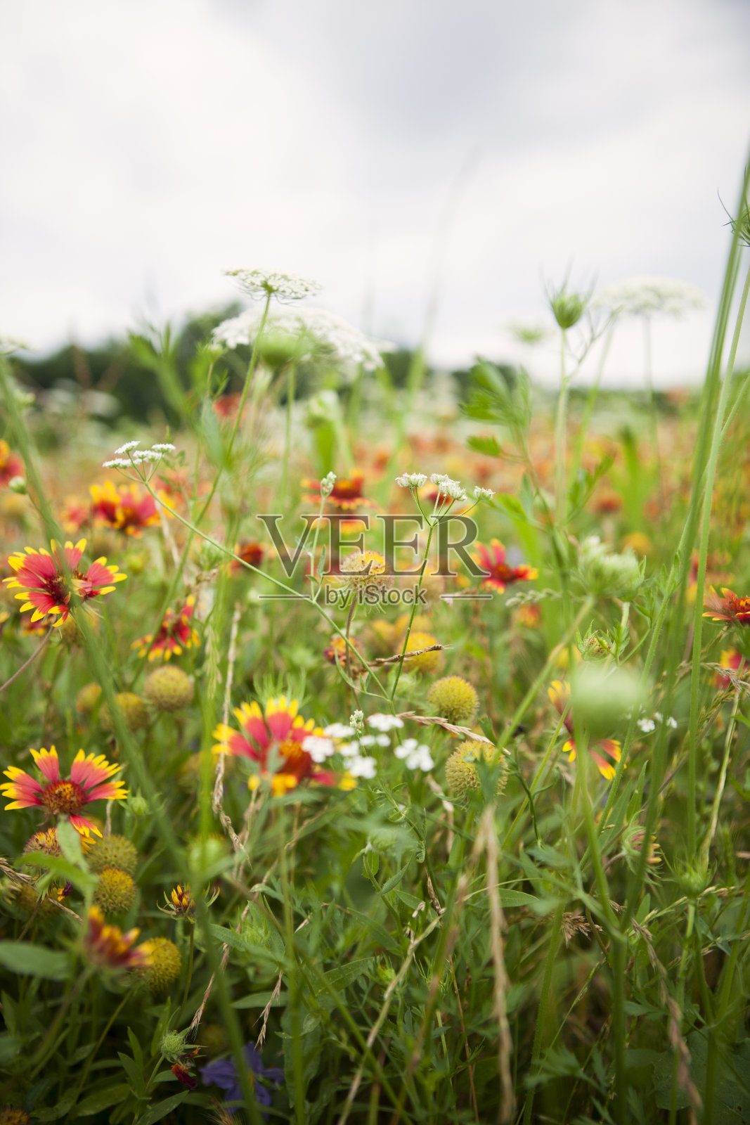 野花照片摄影图片