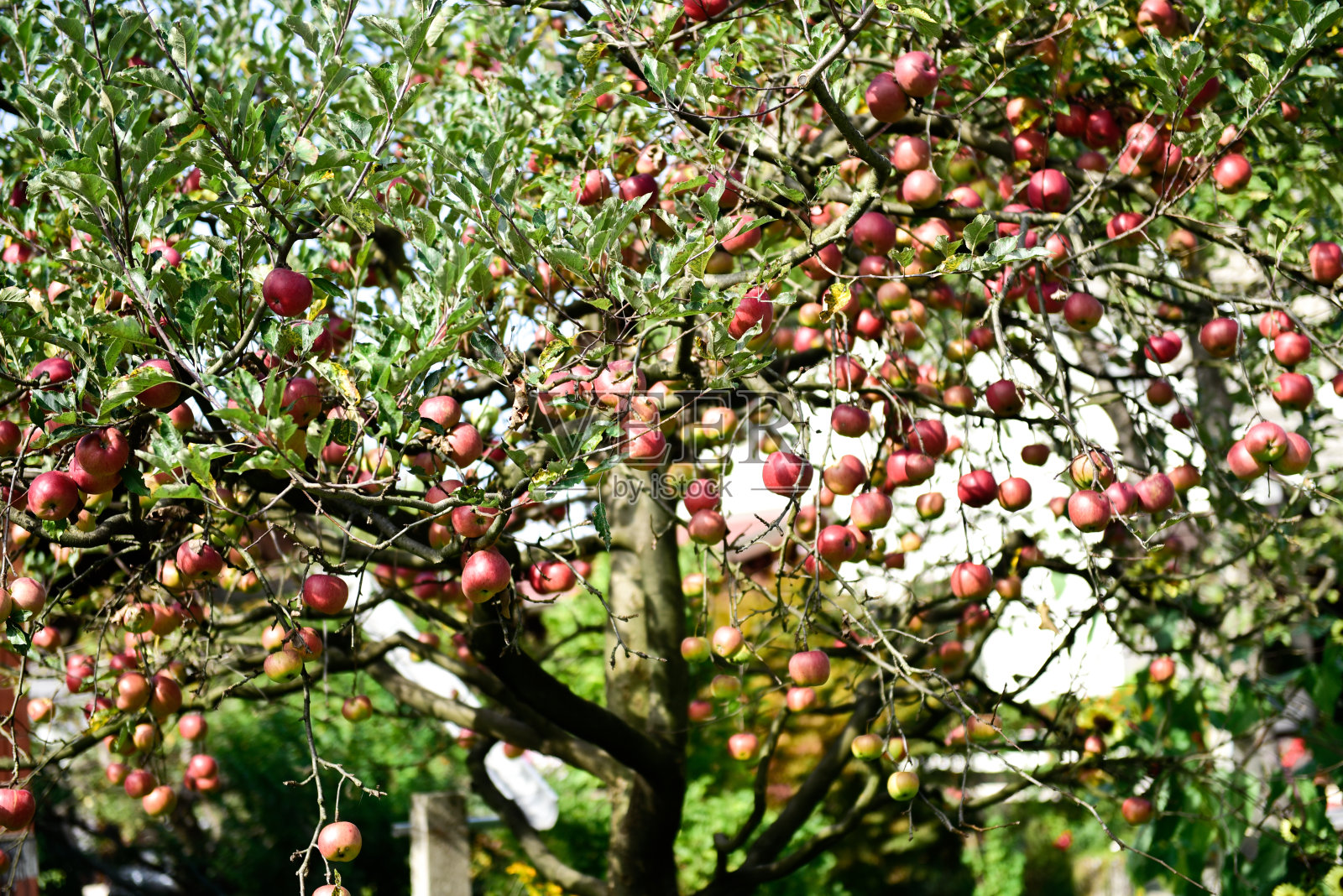 苹果树照片摄影图片