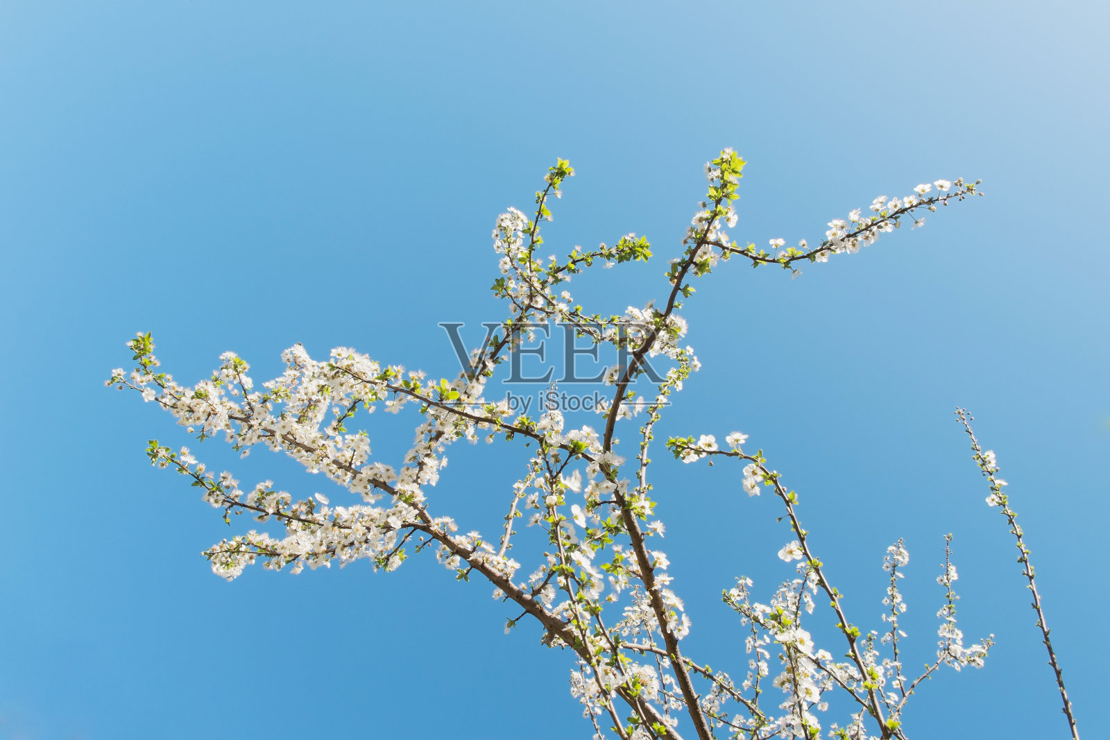 樱桃树照片摄影图片