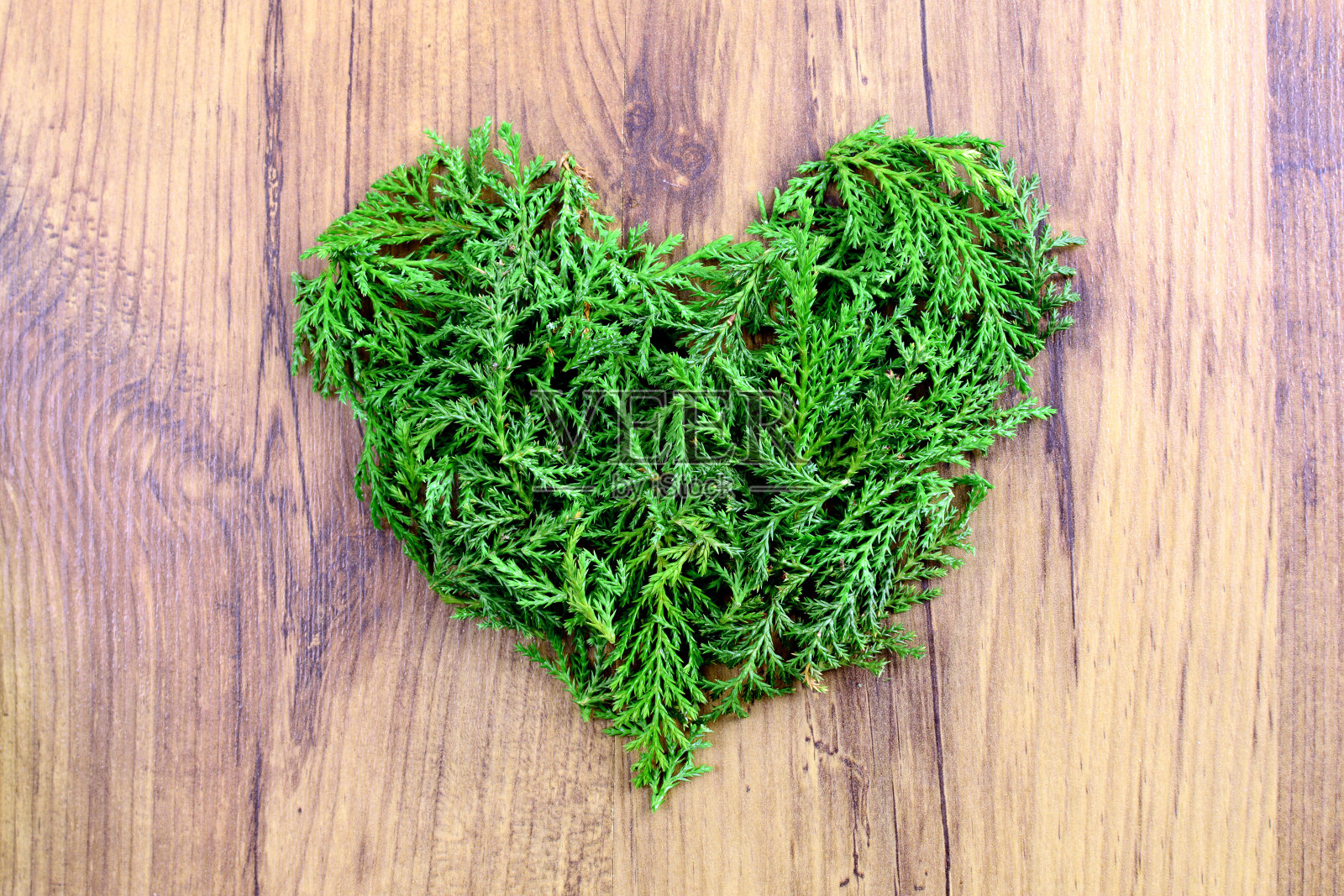 心形的树篱针照片摄影图片