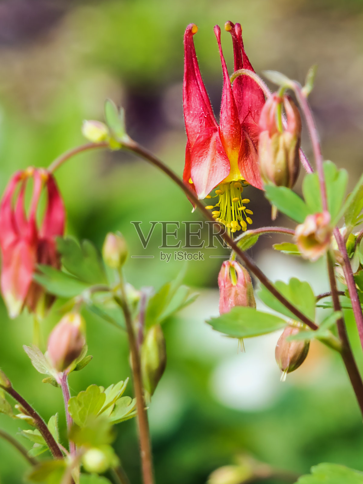 阿克莱照片摄影图片