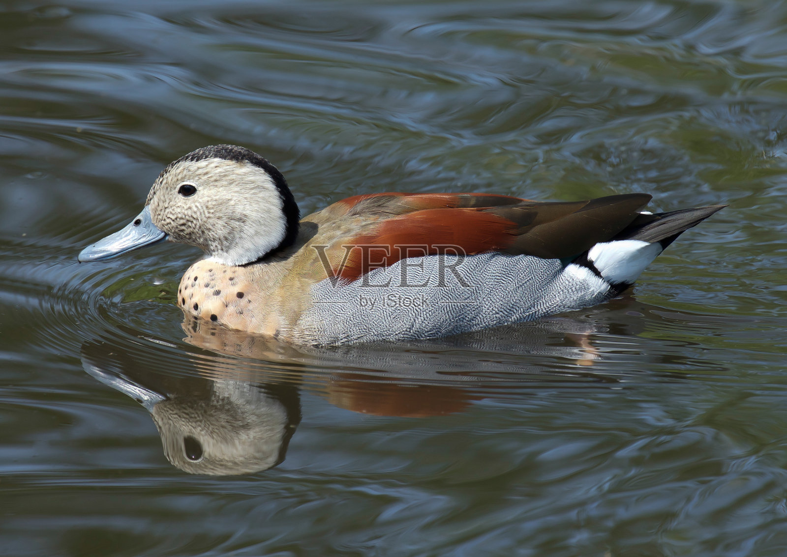 环水鸭照片摄影图片