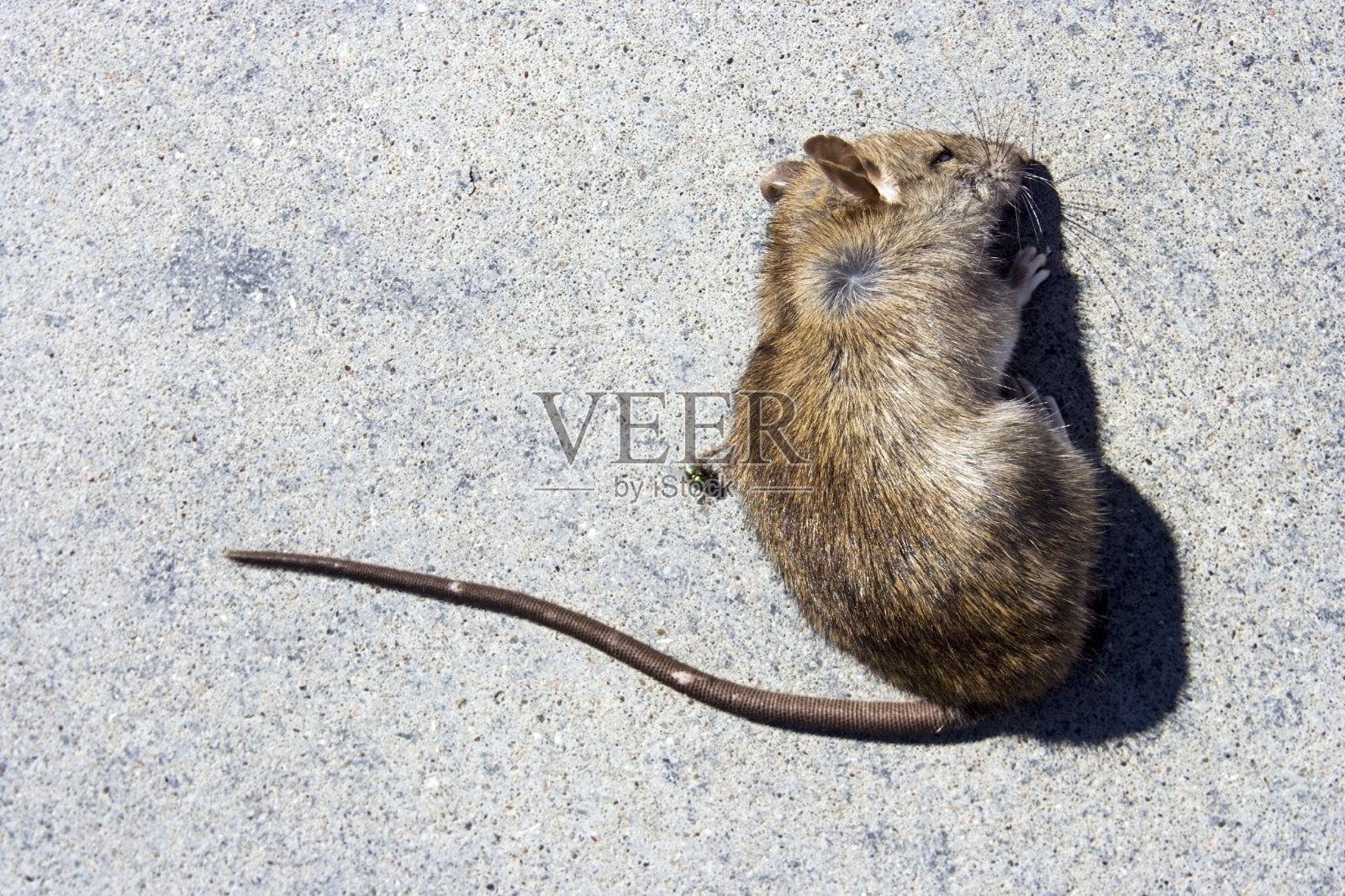 松鼠在人行道上的高角度视图照片摄影图片