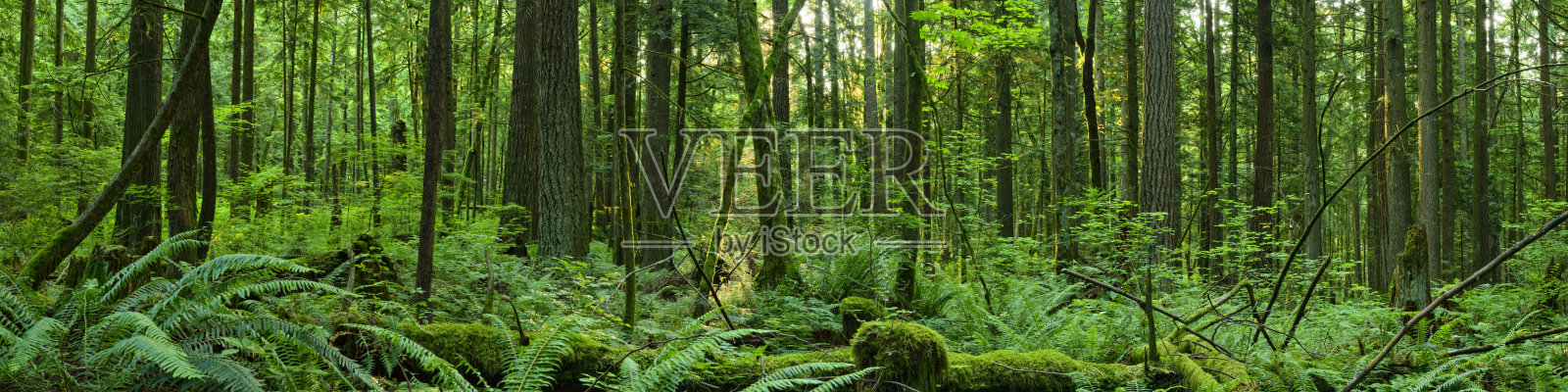 森林全景照片摄影图片