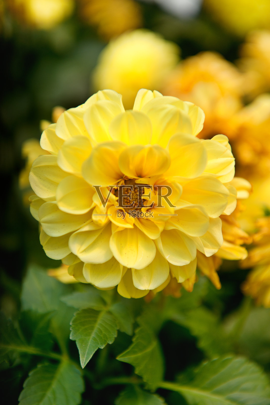 黄色Zinnia花照片摄影图片