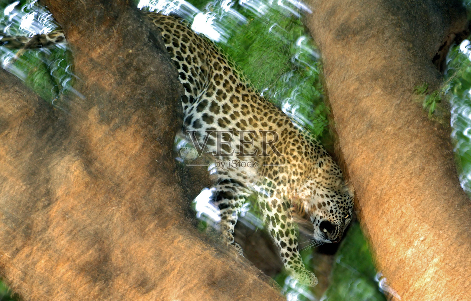 成年雄豹撞到了一棵马沙图树照片摄影图片