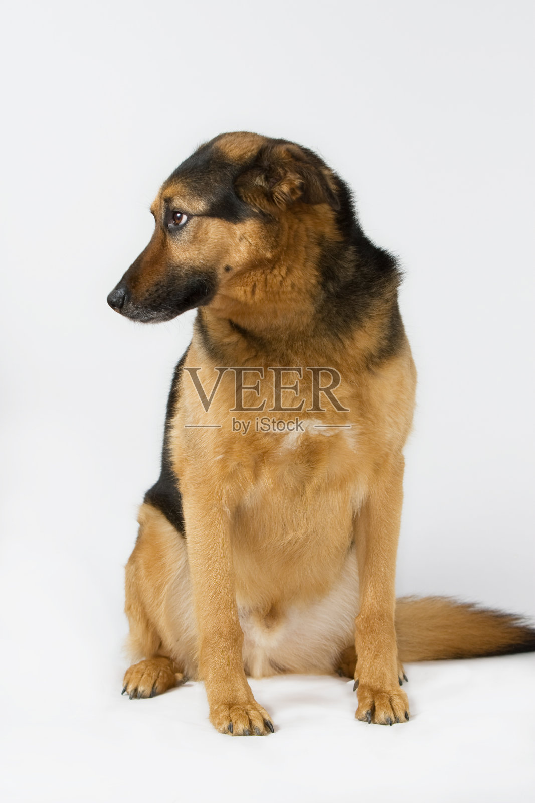 冬季是狗照片摄影图片