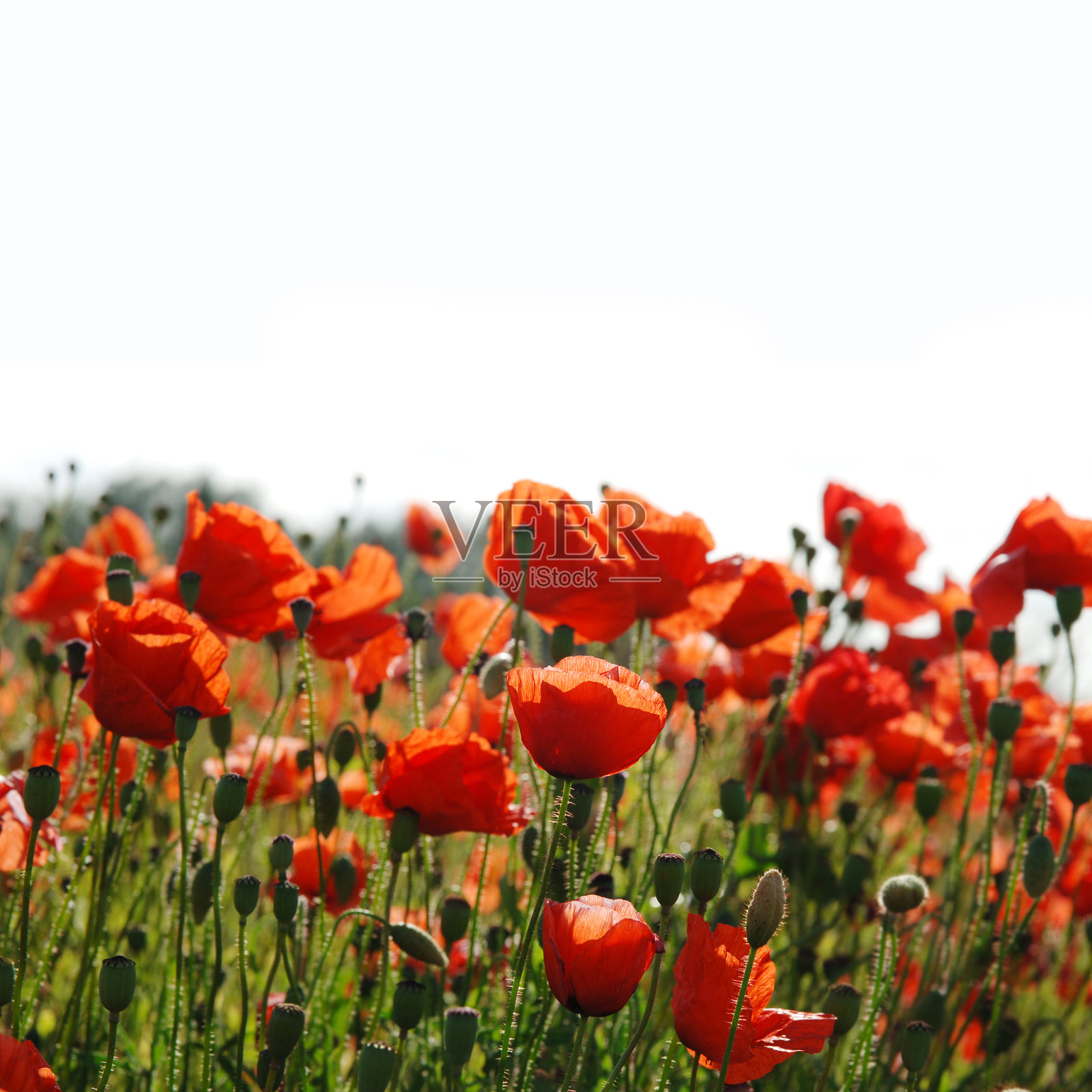 领域的罂粟花照片摄影图片