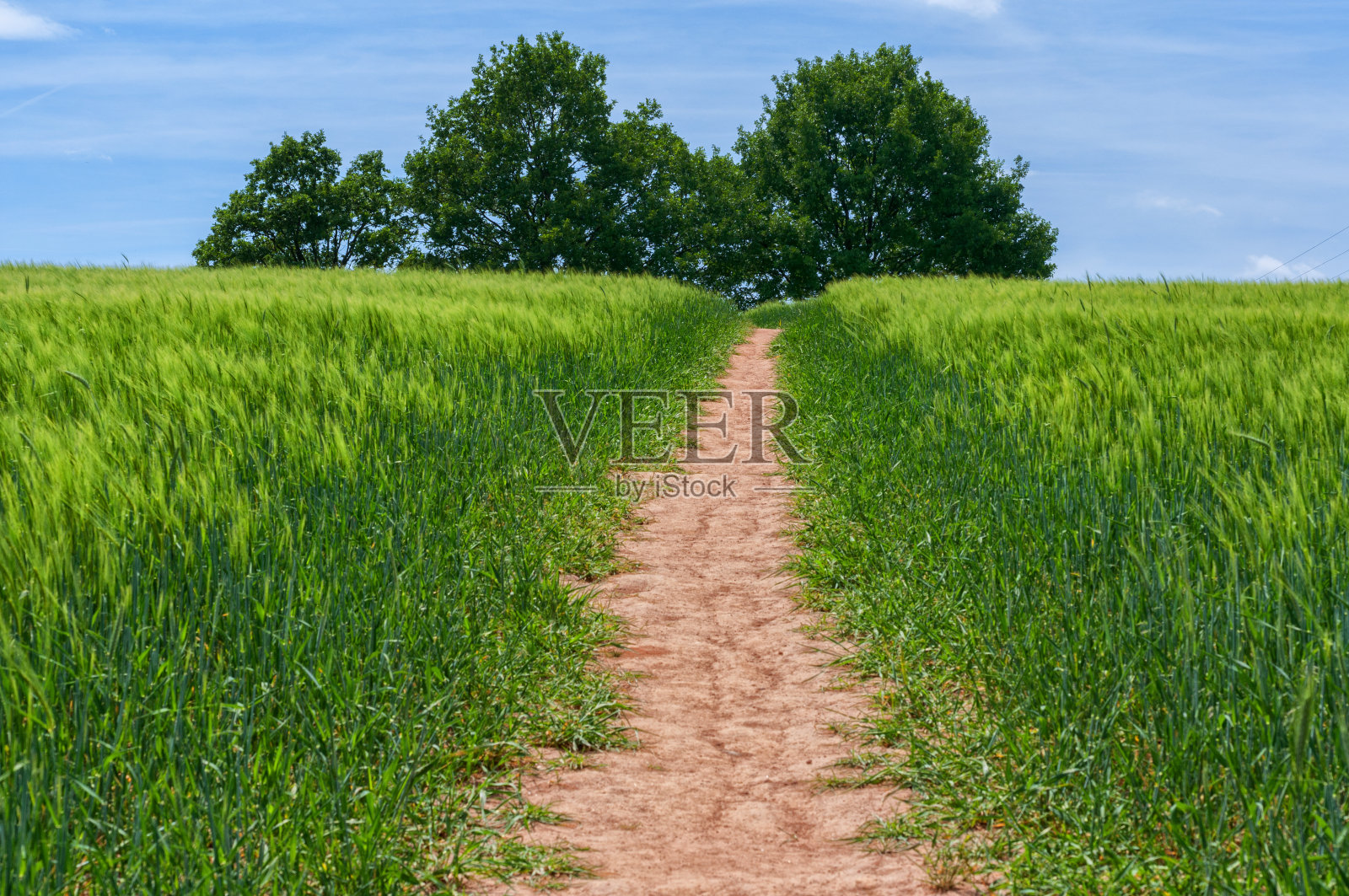 夏天的景色有田野和树木照片摄影图片