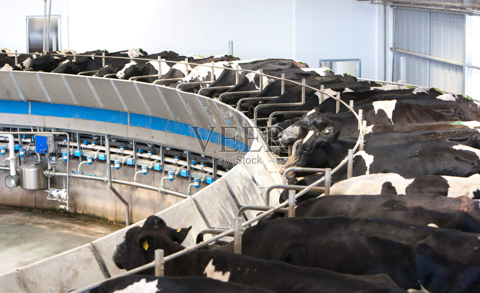 奶牛饲料照片摄影图片