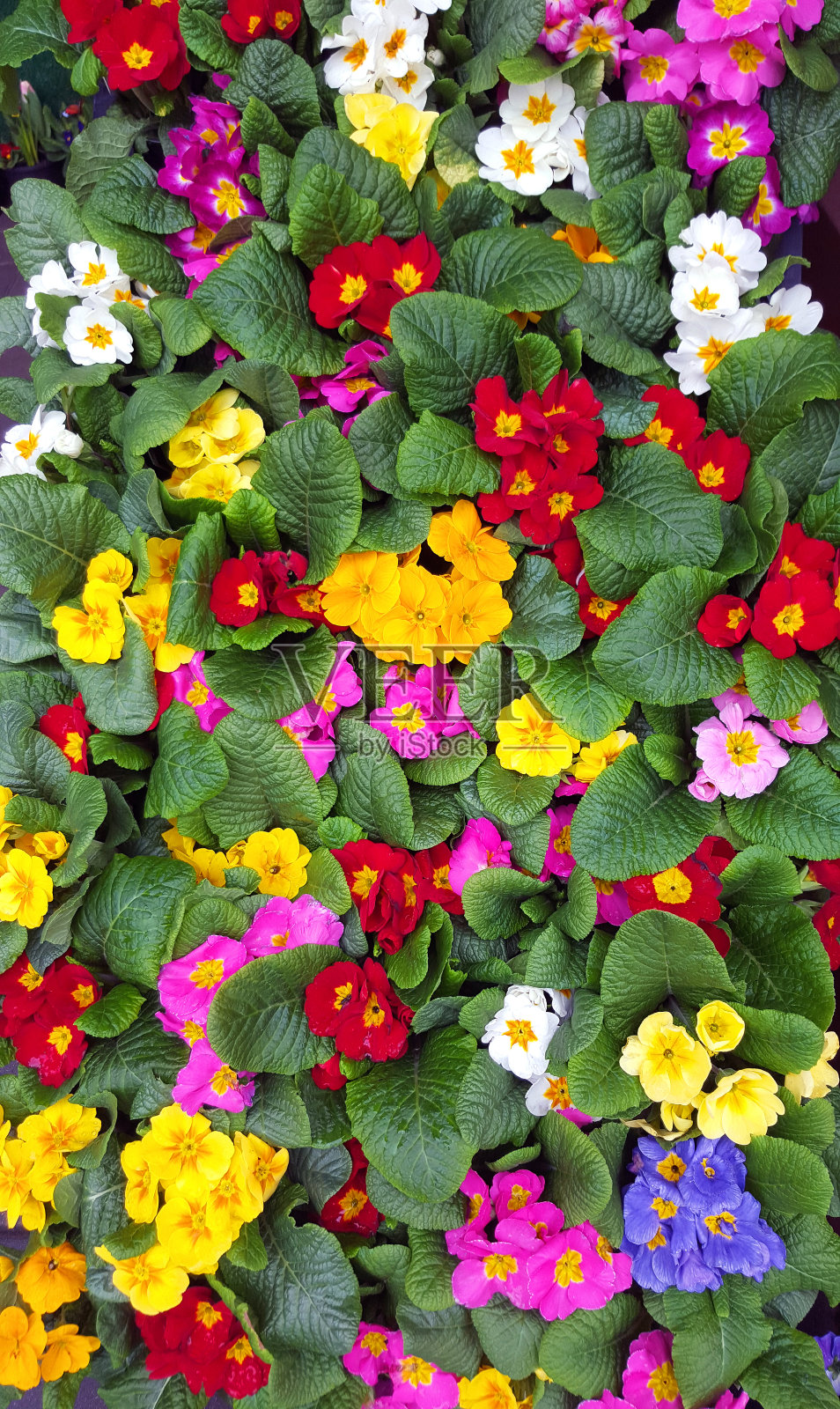 春报春花缤纷排列照片摄影图片