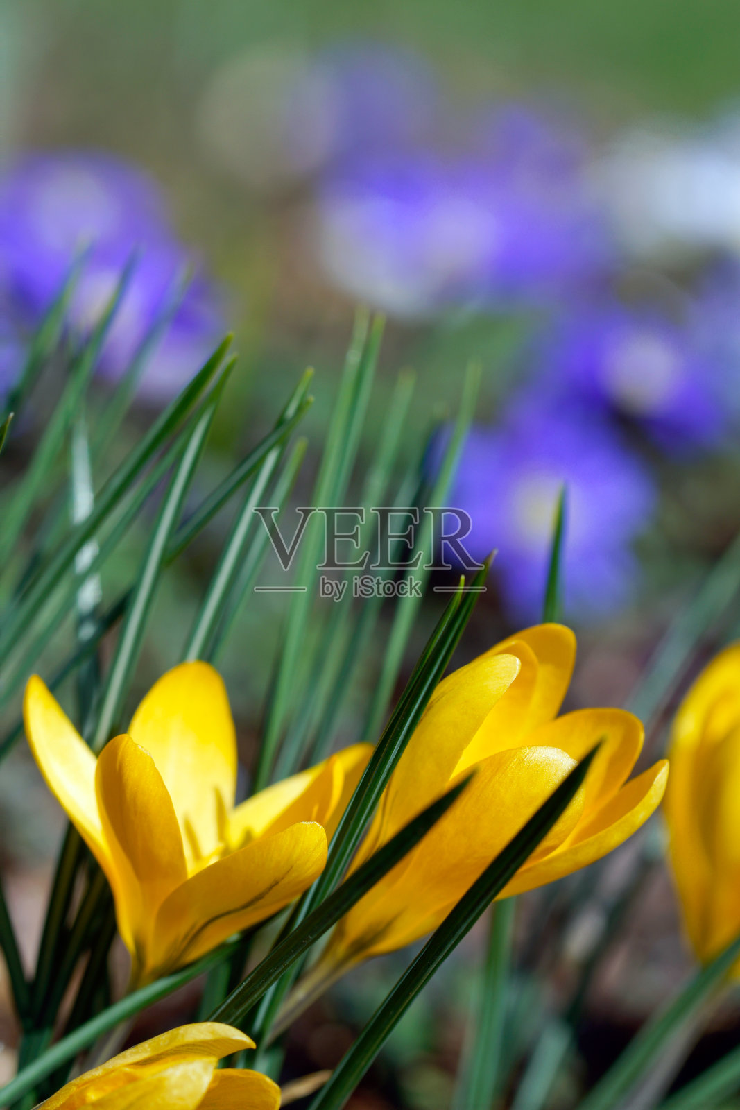 番红花和海葵照片摄影图片