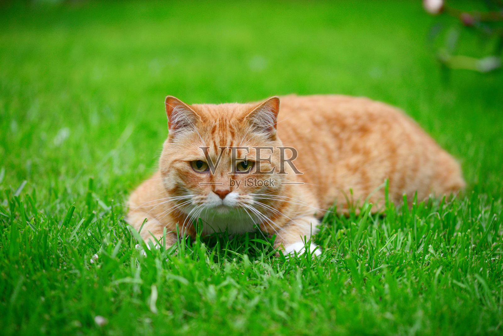草坪上有只姜猫照片摄影图片