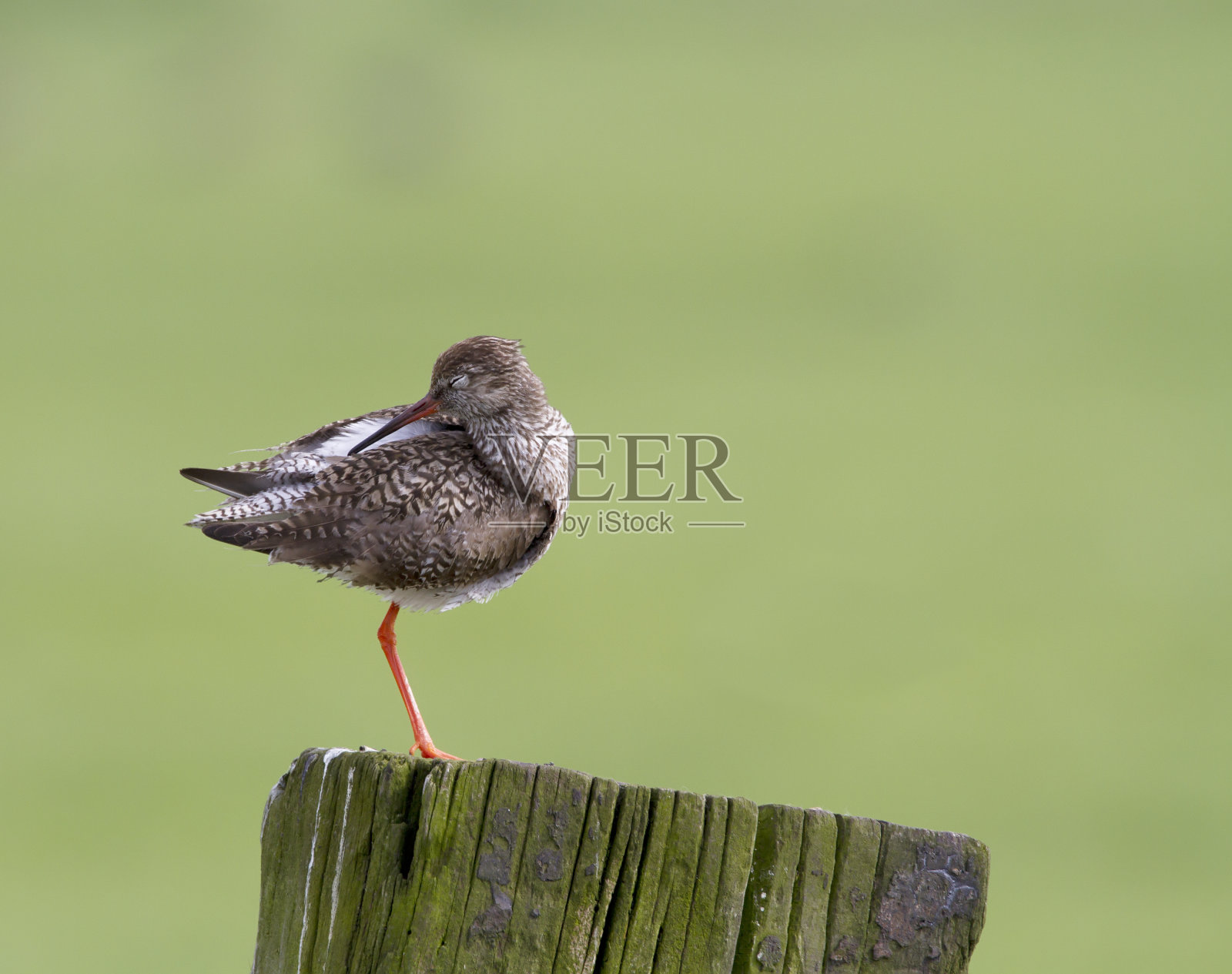 红山克(特林加托塔努斯)照片摄影图片