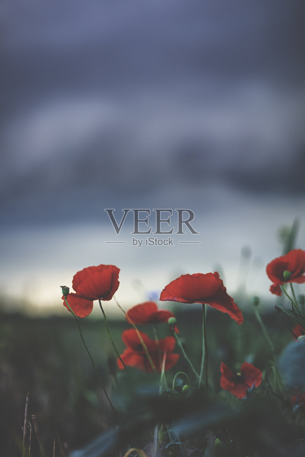 红罂粟在夏天对抗雷雨照片摄影图片