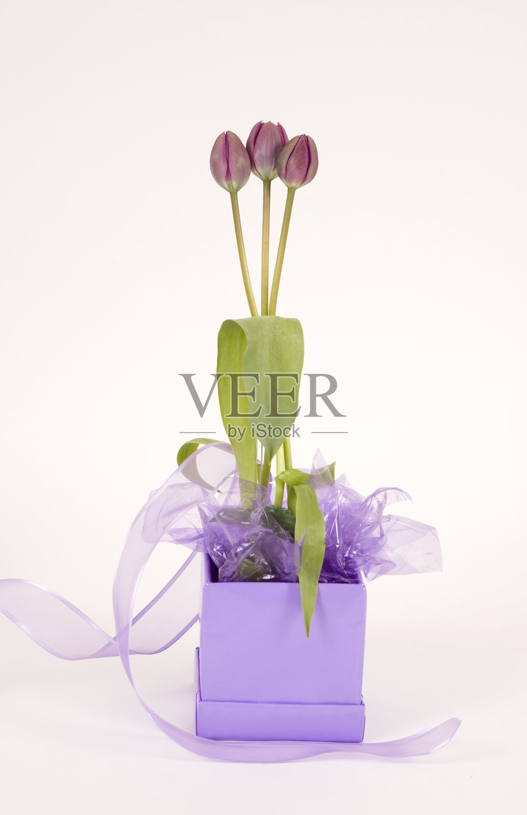 紫色郁金香照片摄影图片