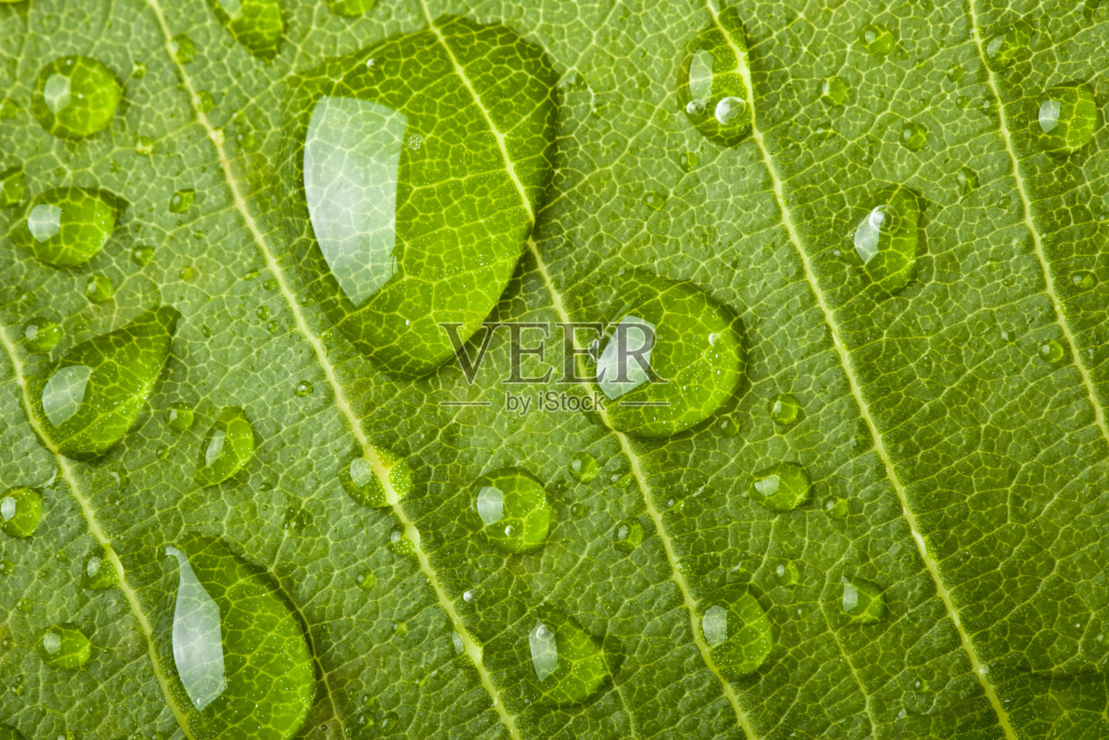 叶子上的水滴照片摄影图片