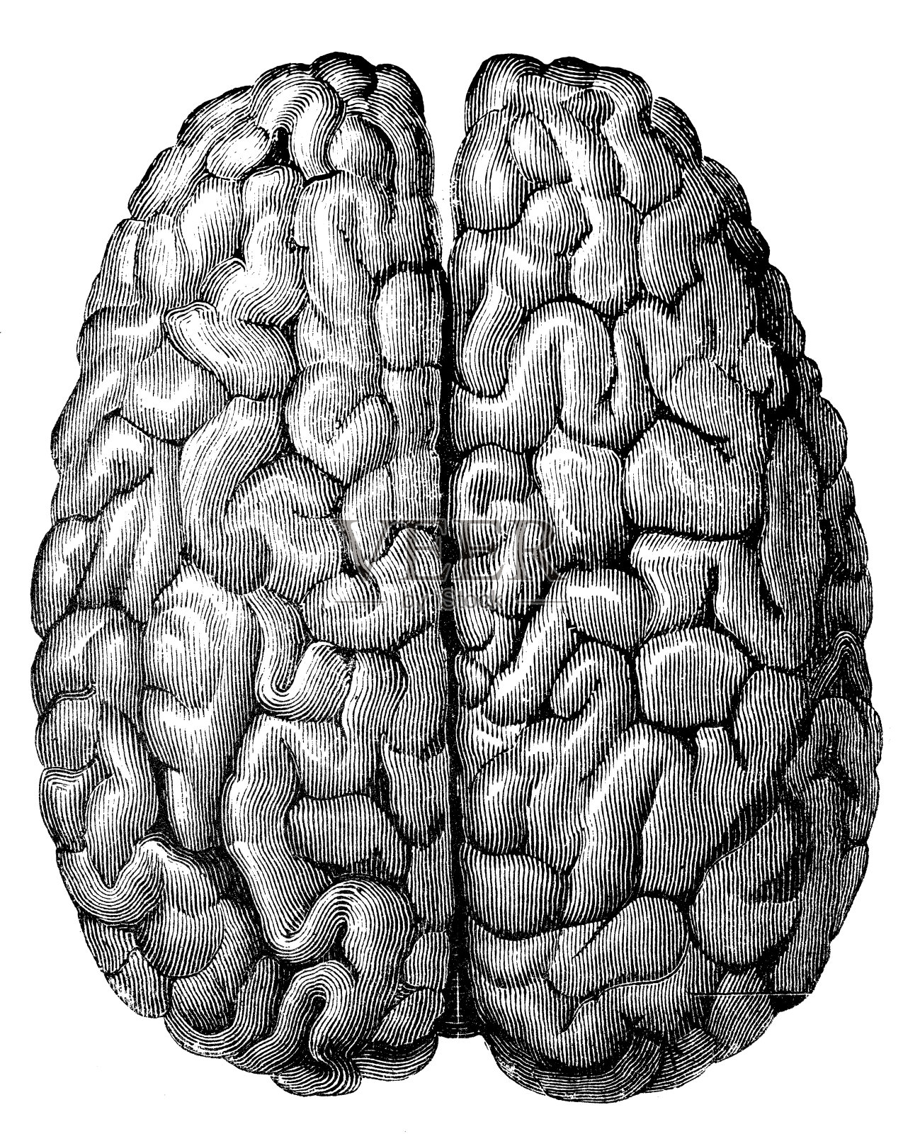 古董医学科学插图高分辨率:大脑从上设计元素图片