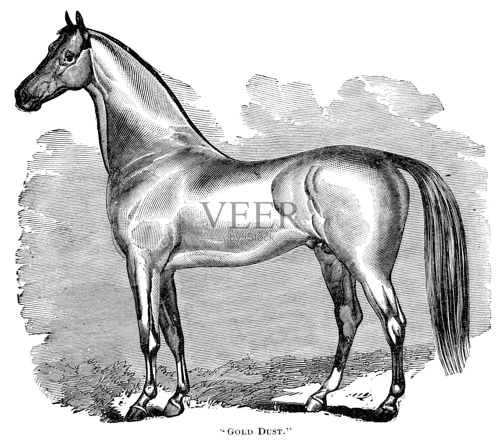 morab种马金粉插画图片素材