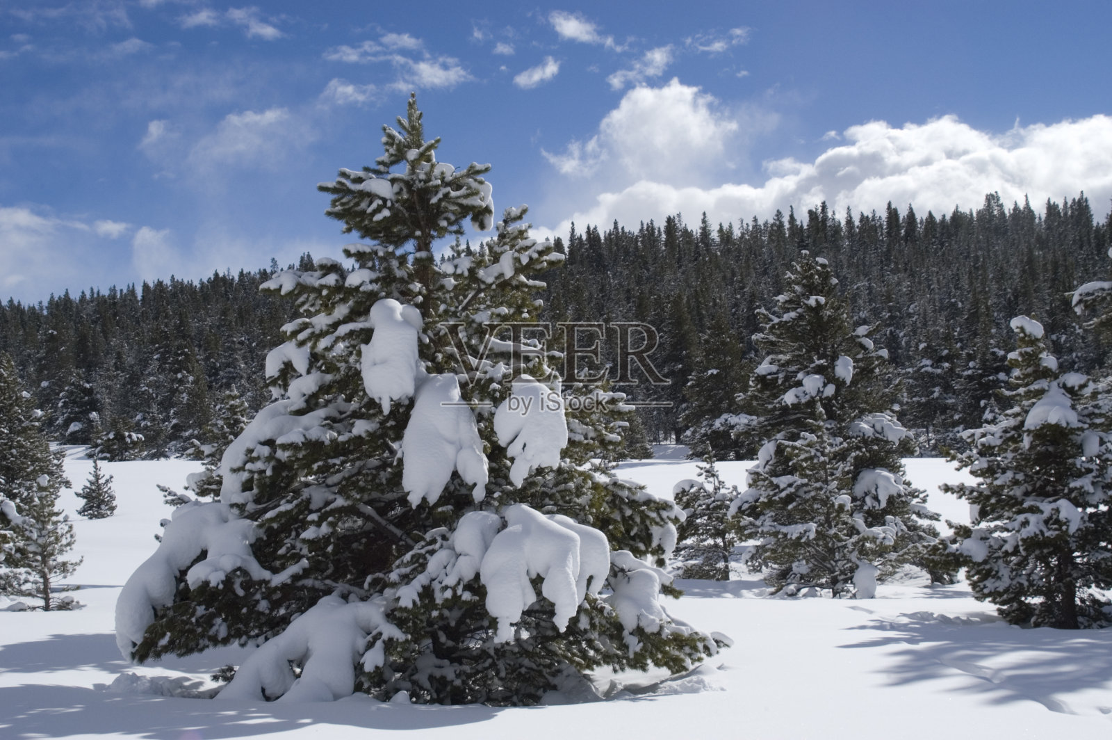深雪中的常青树照片摄影图片