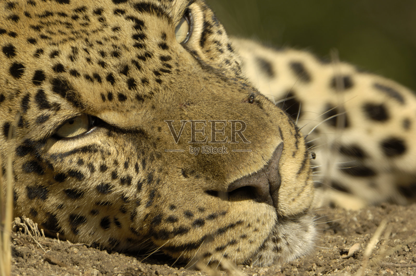 昏昏欲睡的乔洛洛照片摄影图片