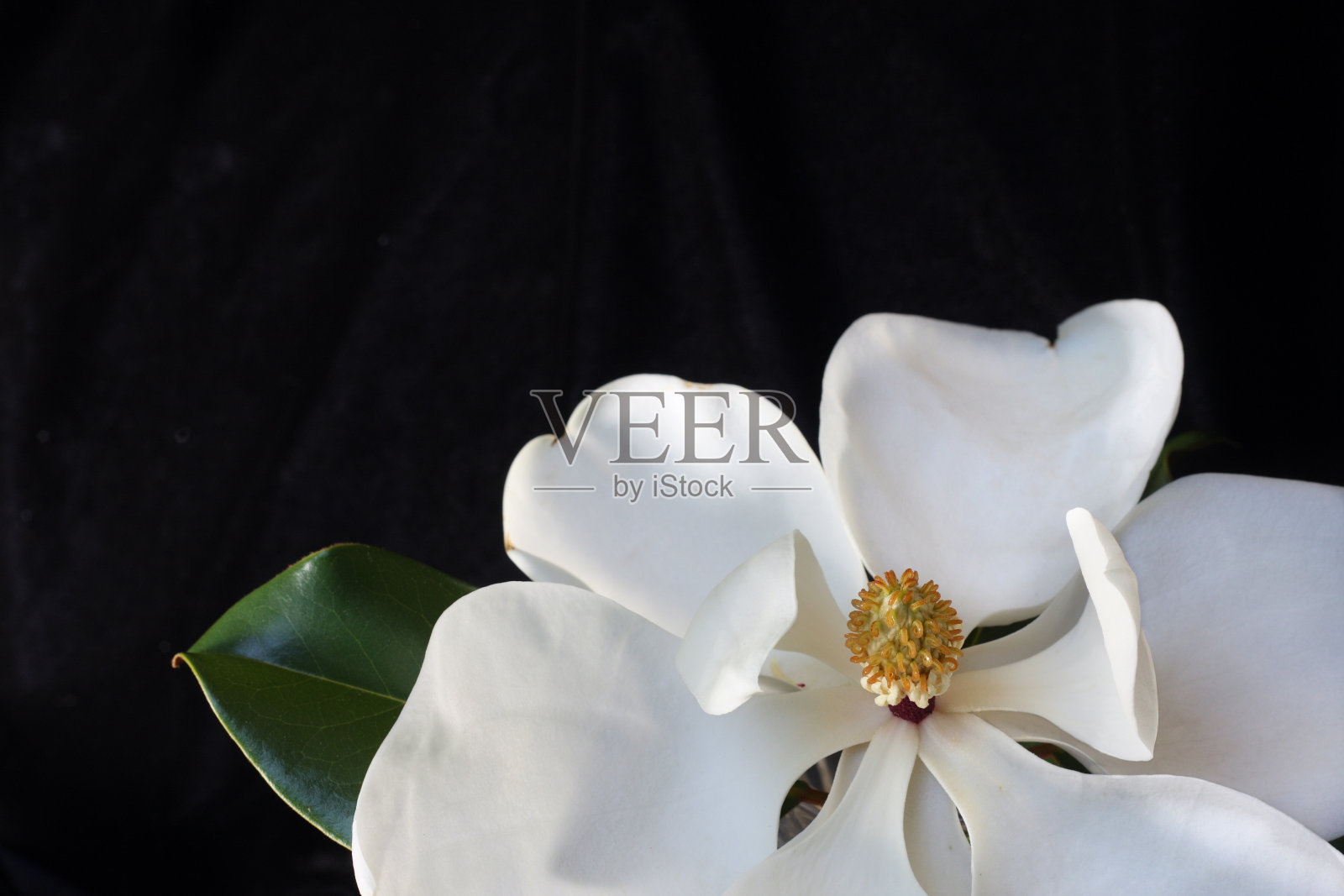 白玉兰照片摄影图片