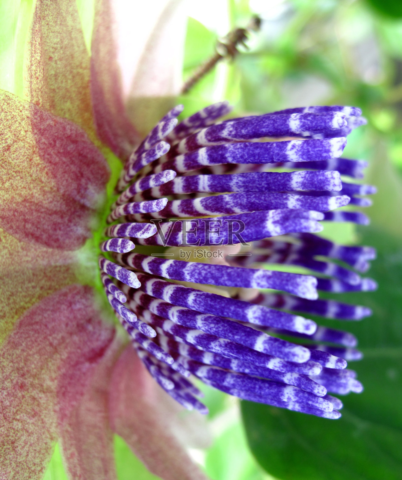 安吉里卡照片摄影图片