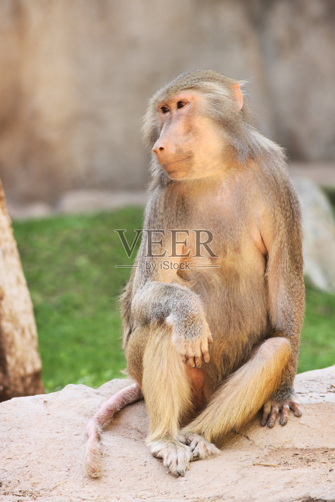 阿拉伯狒狒照片摄影图片