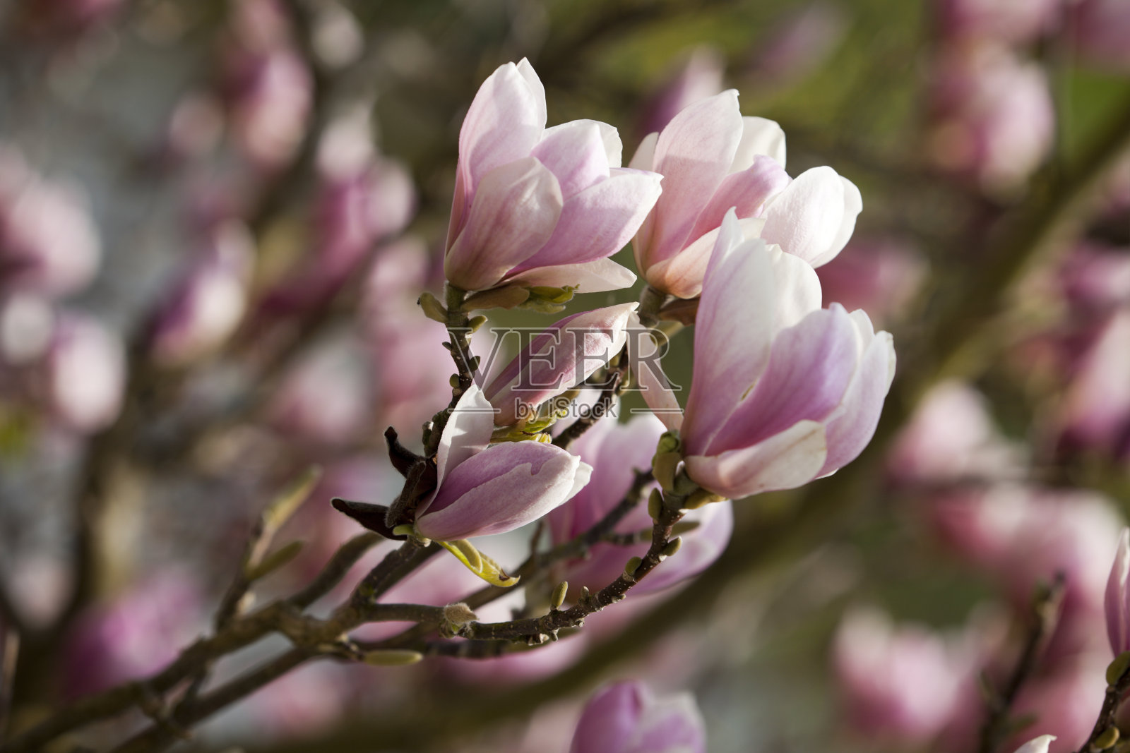 木兰分支照片摄影图片