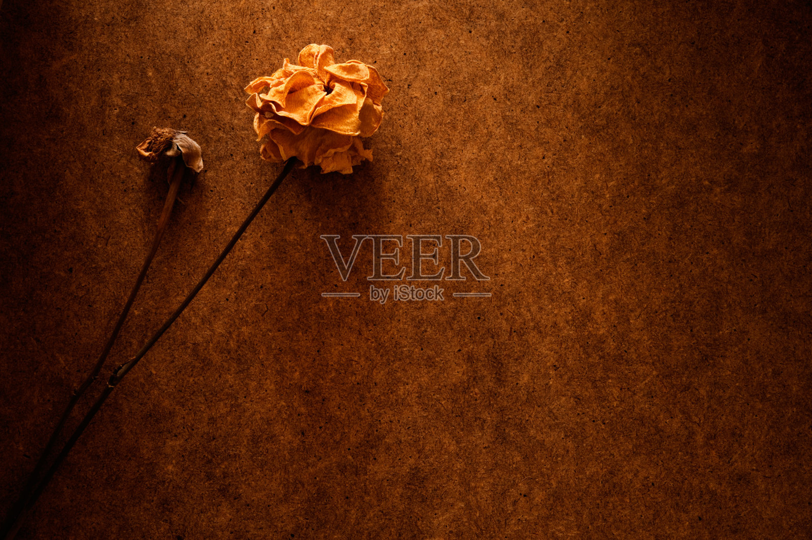 干玫瑰照片摄影图片