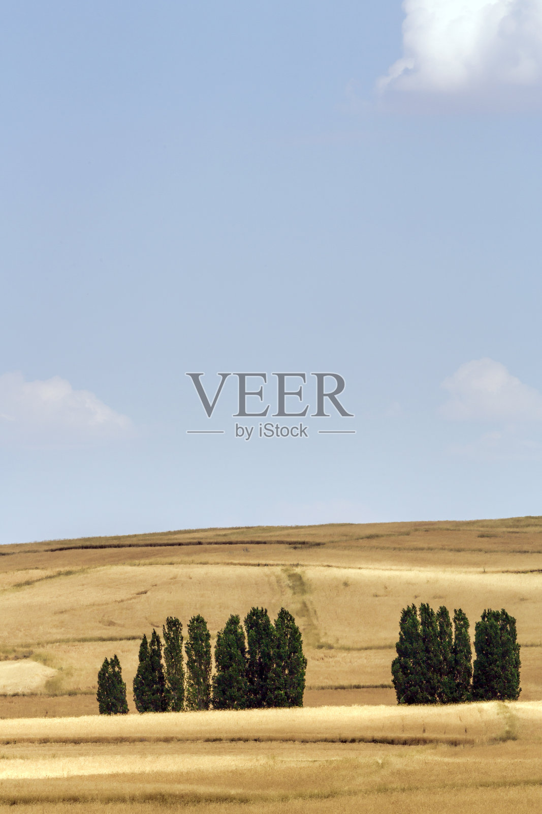 小麦和树木照片摄影图片