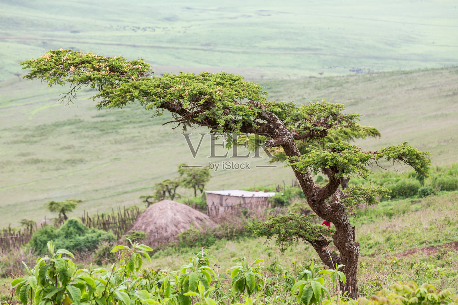 非洲金合欢树与村庄和马赛人照片摄影图片