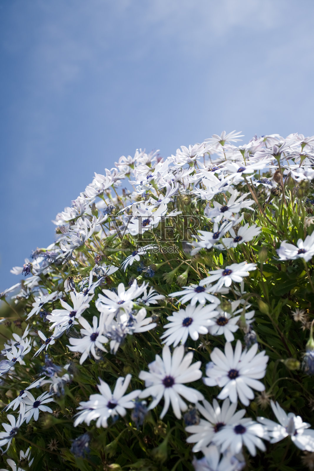 野花在野外照片摄影图片