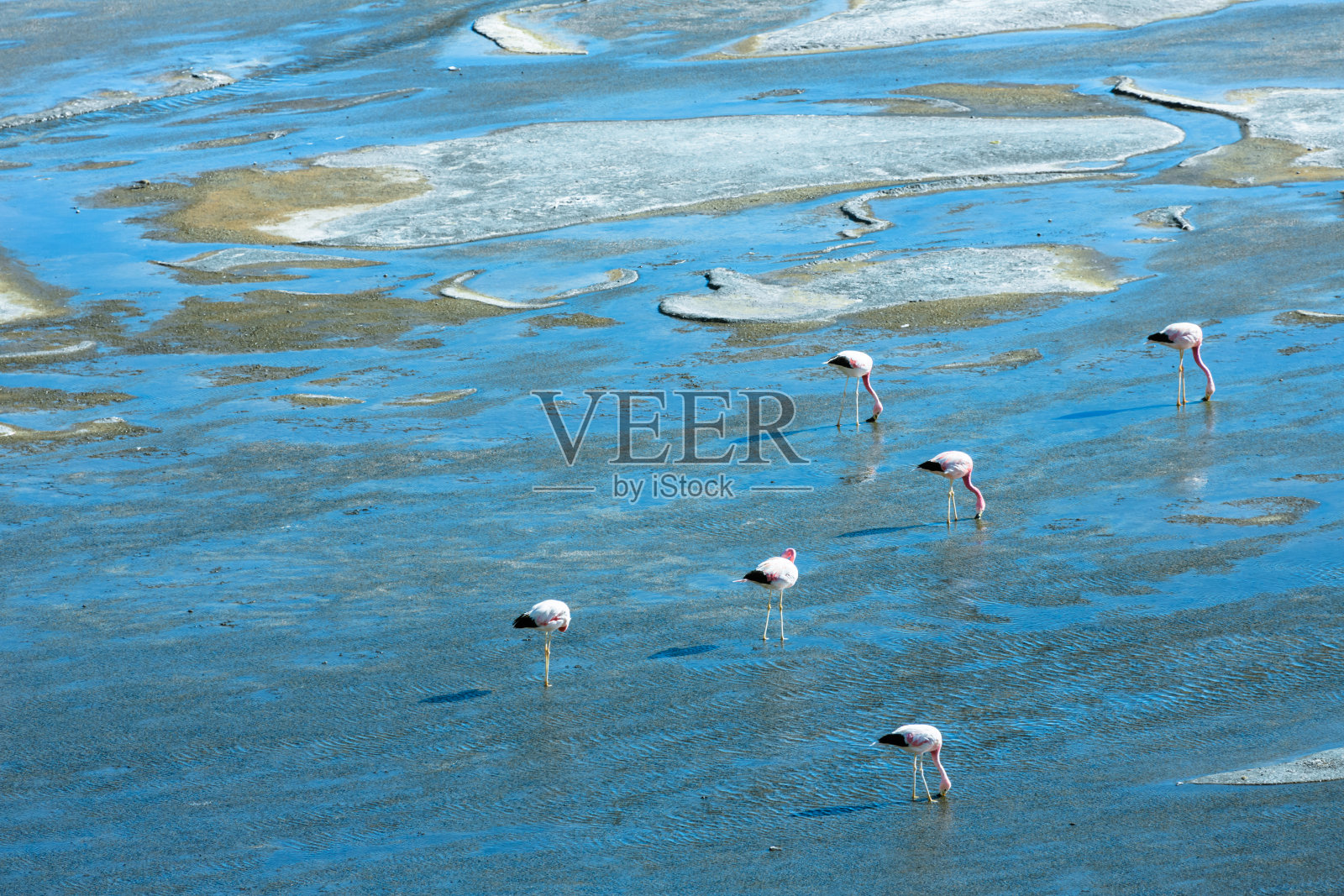 拉古纳Colorada照片摄影图片