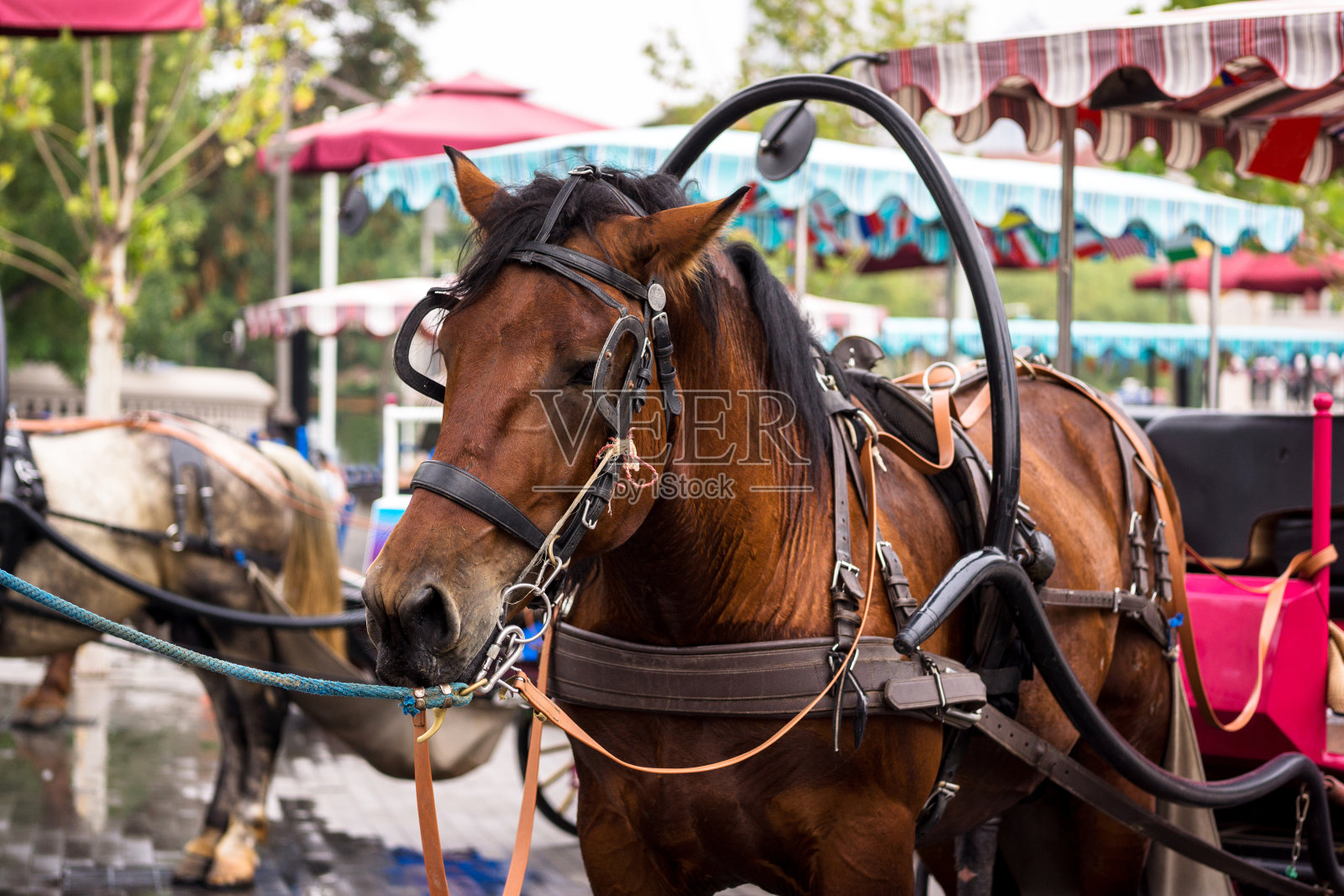 街上的马车照片摄影图片