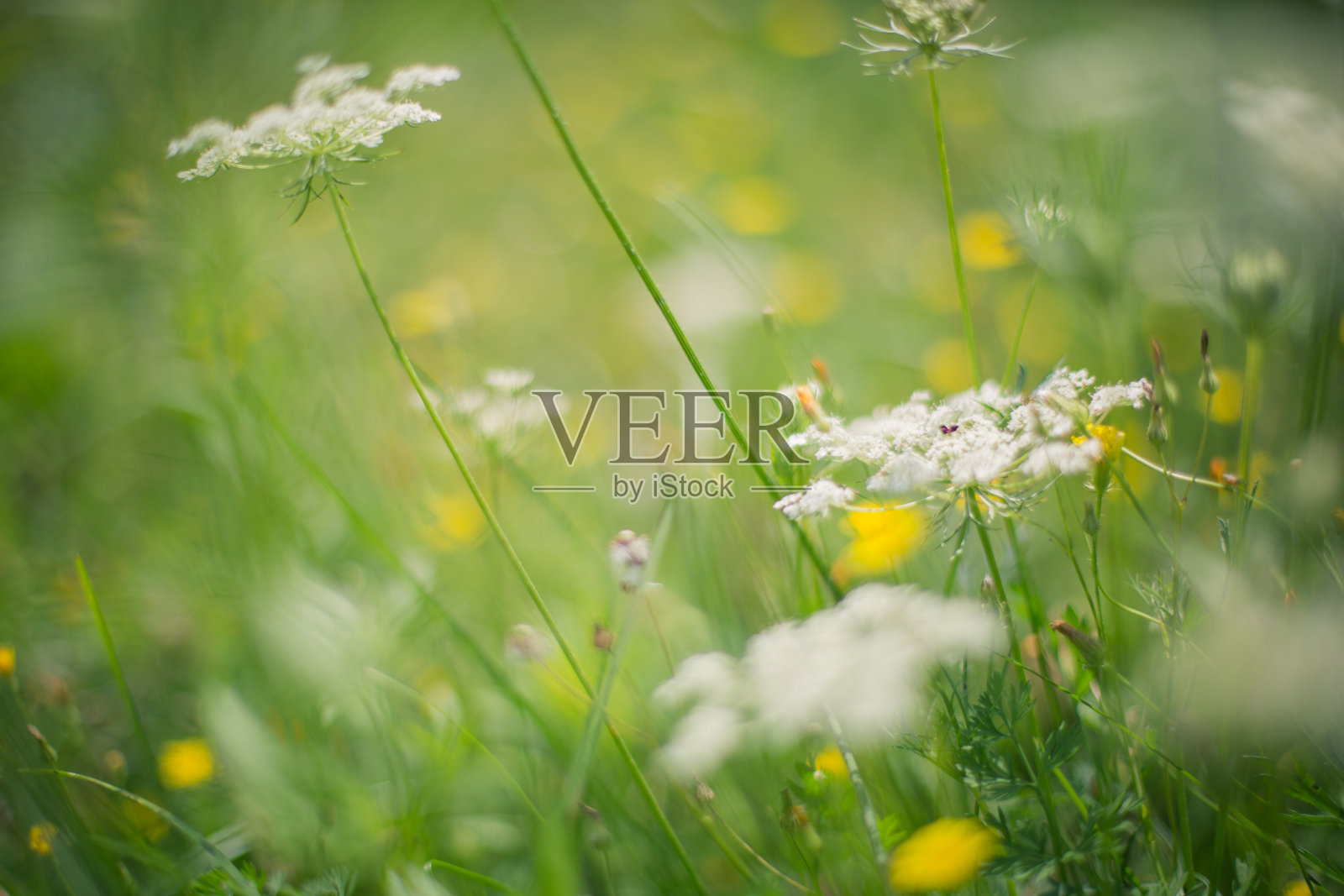 春天的草地照片摄影图片