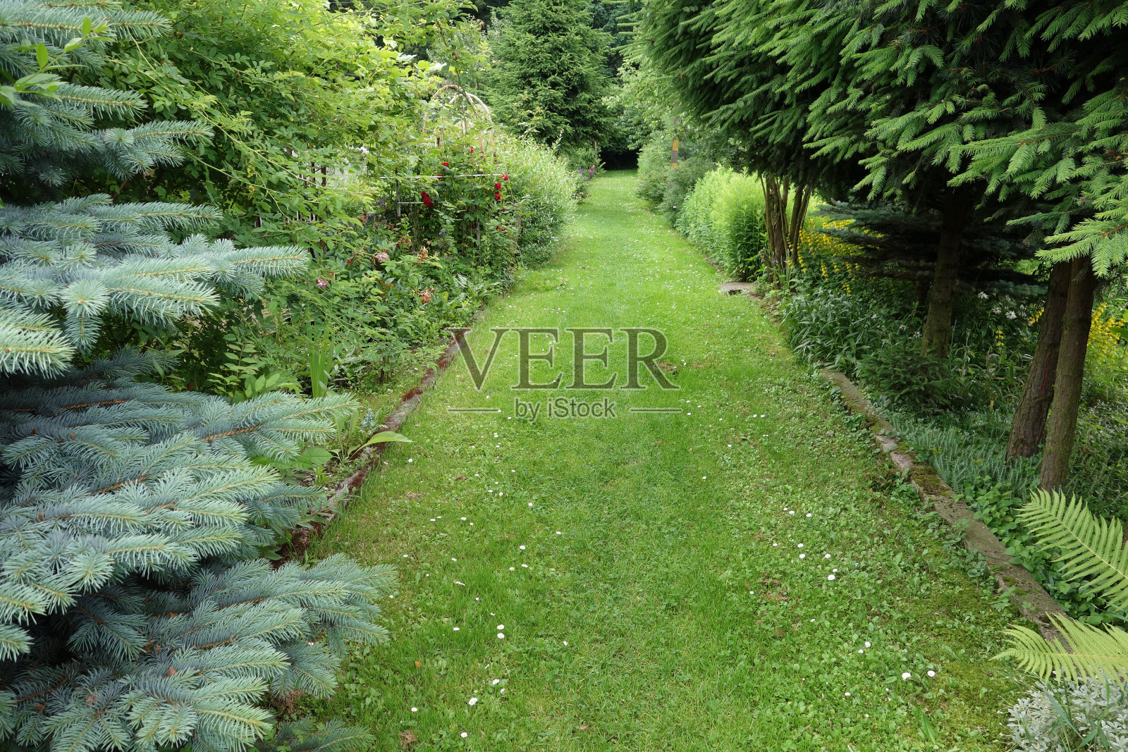 夏日花园小径上的常青树照片摄影图片