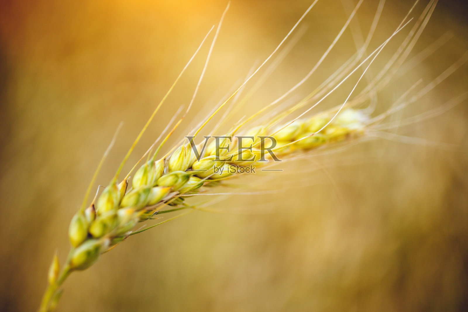 大麦特写照片摄影图片