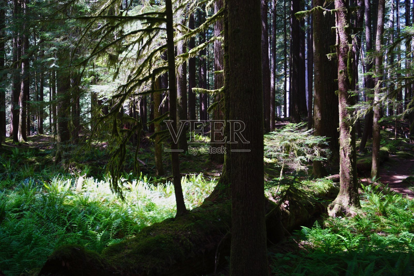 奥运美洲狮森林照片摄影图片